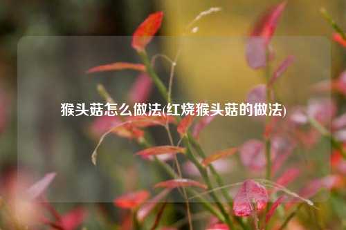 猴头菇怎么做法(红烧猴头菇的做法)
